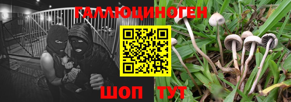 Новошахтинск  Галлюциногенные грибы MAGIC MUSHROOMS  Вход с VPN 